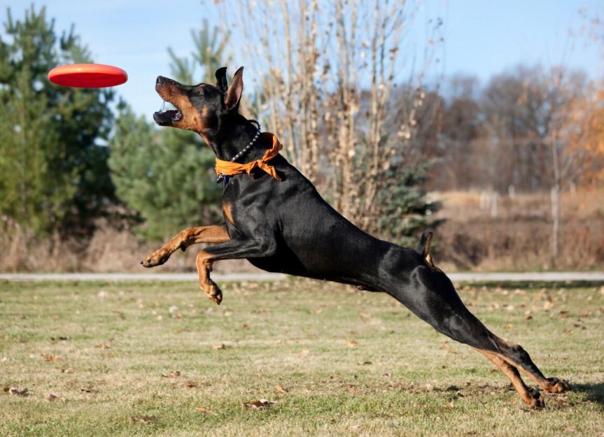 Arnavutköy Köpek Eğitim Merkezi