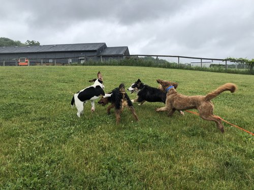 Çatalca Köpek Çiftliği