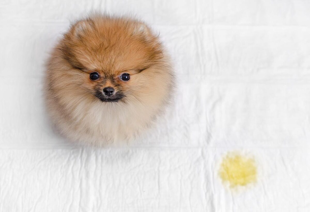 Pomeranian Boo Tuvalet Eğitimi Nasıl Verilir