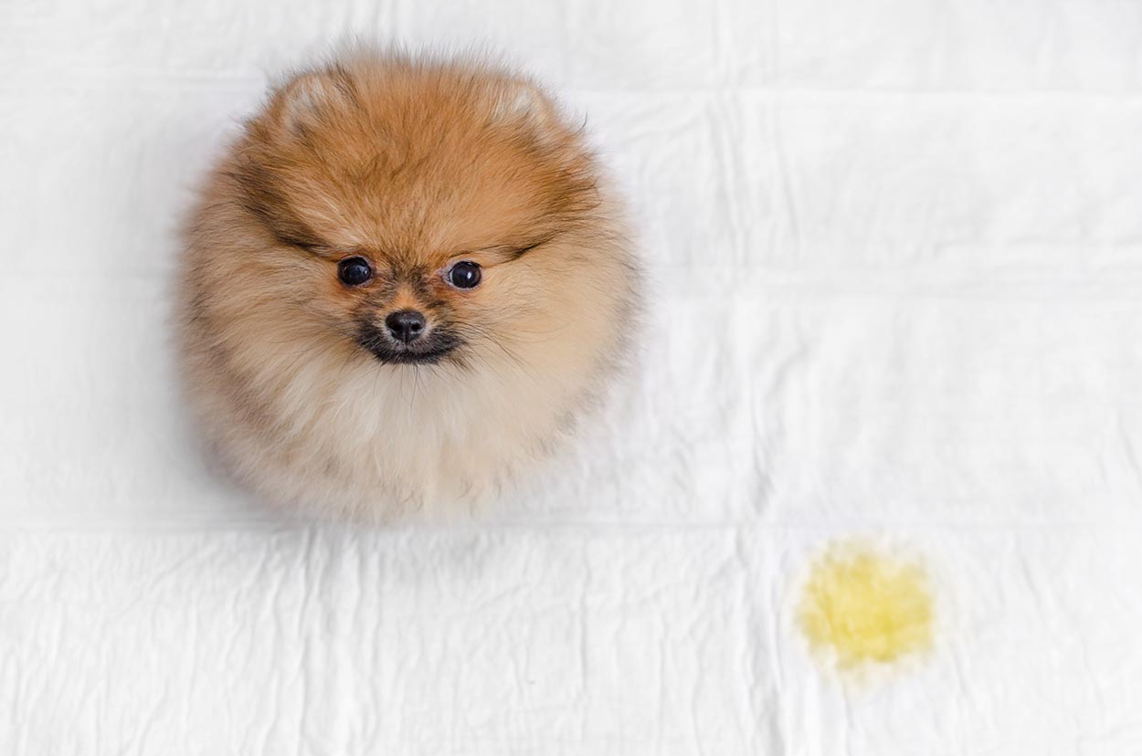 Pomeranian Boo Tuvalet Eğitimi Nasıl Verilir