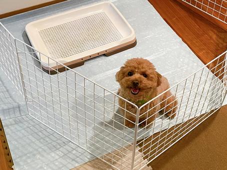 Toy Poodle Tuvalet Eğitimi Nasıl Verilir
