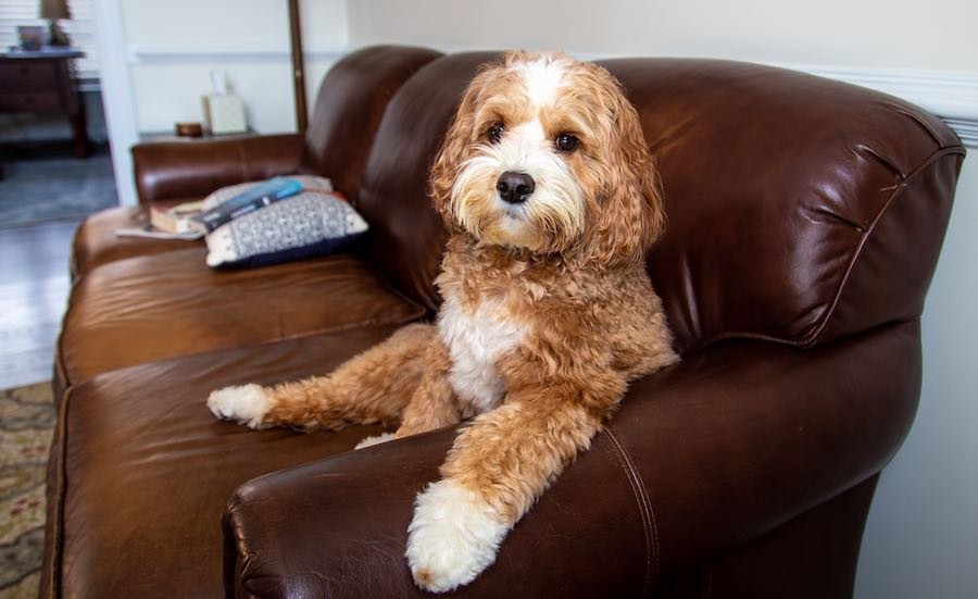 büyükçekmece köpek oteli