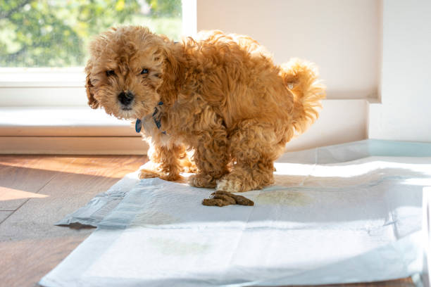 köpek tuvalet eğitimi nasıl verilir