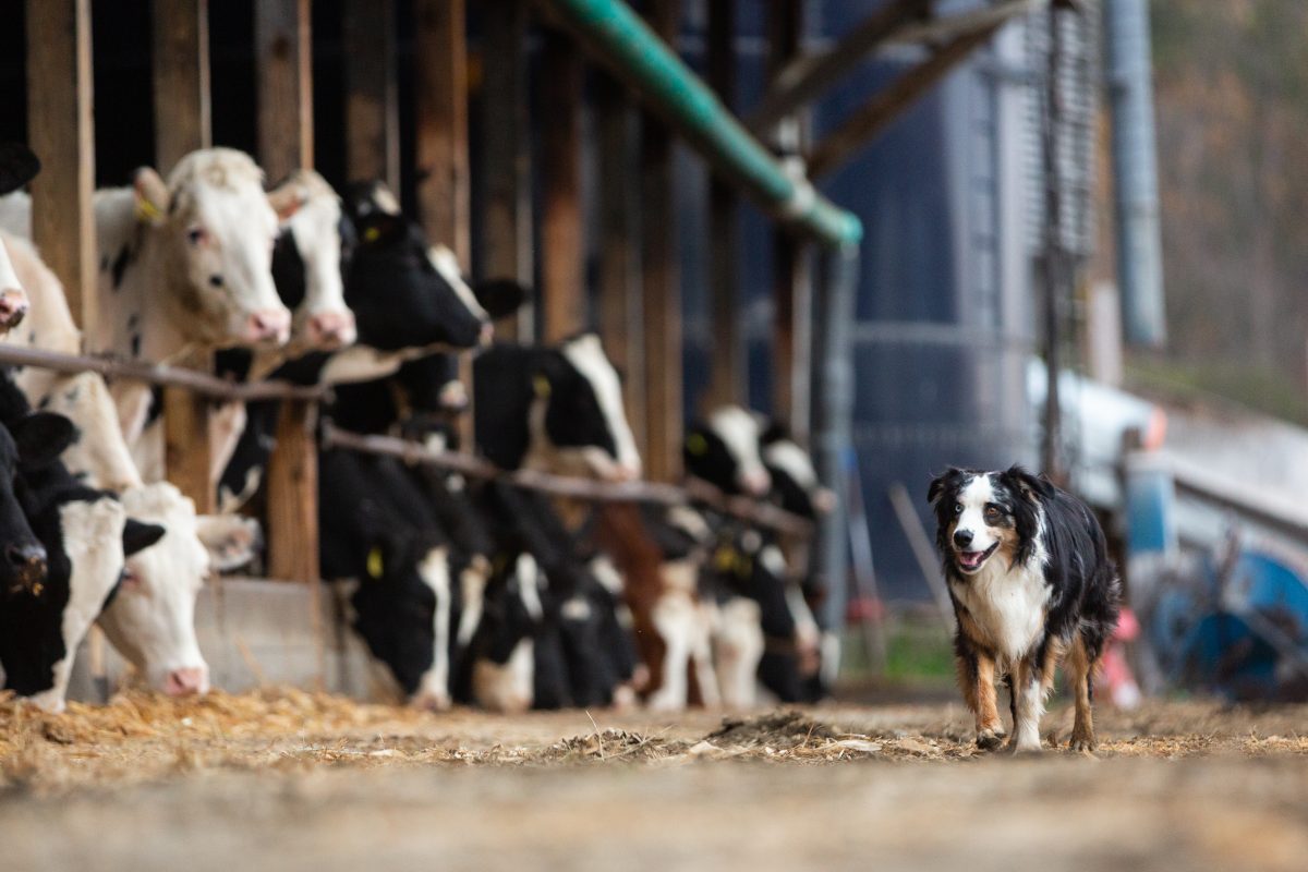 En İyi Köpek Çiftlikleri İstanbul’da Güvenilir Adres Murat Güngör