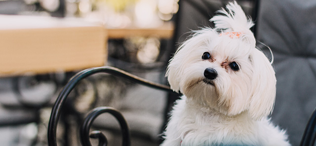 Hadımköy Köpek Çiftliği