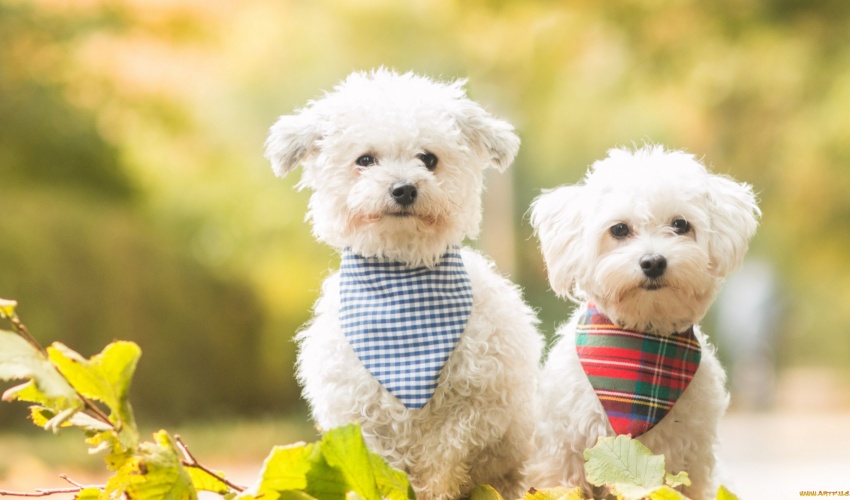 Hadımköy Köpek Eğitim Merkezi