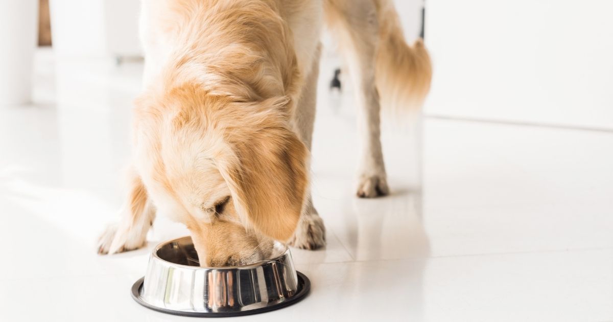 Hadımköy Köpek Oteli