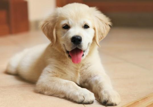 Köpek Evde Yalnız Kalmaya Nasıl Alıştırılır