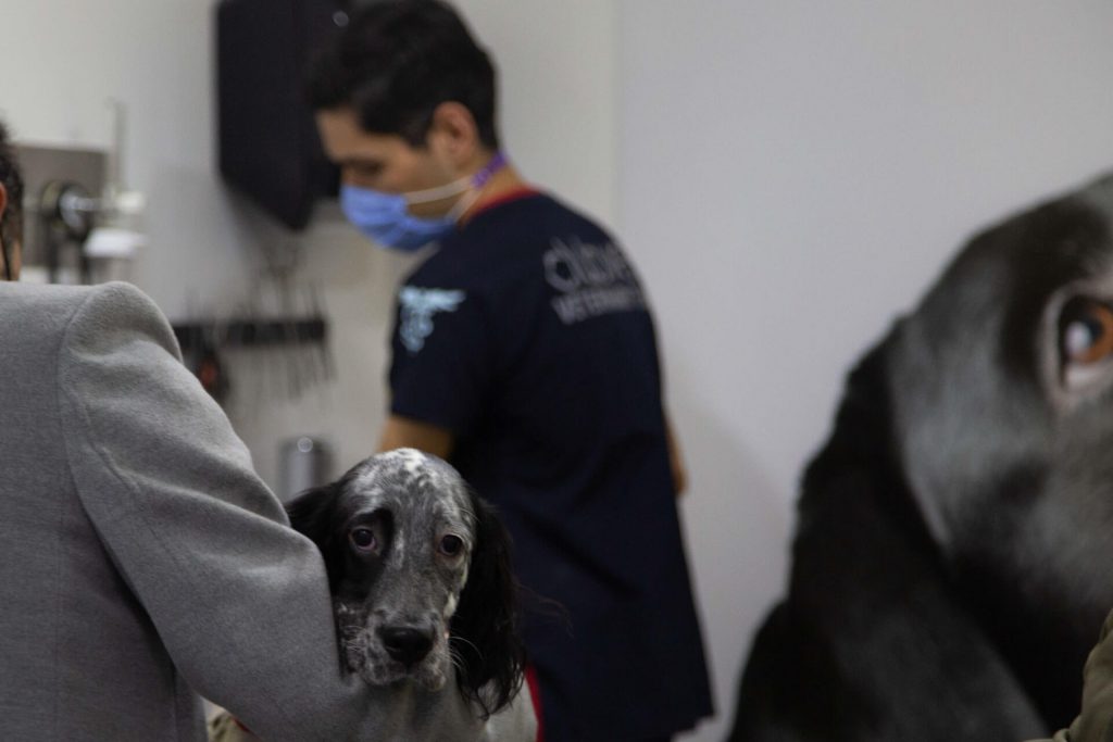 Köpekleri Kısırlaştırmanın Faydaları ve Zararları