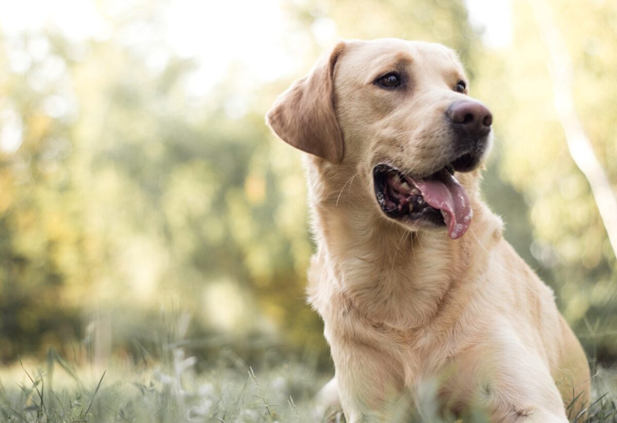 Labrador Tuvalet Eğitimi Nasıl Verilir