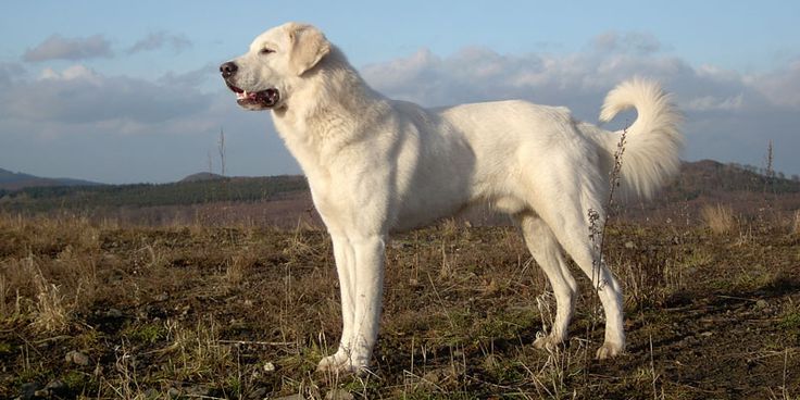Orjinal Yani Safkan Akbaş Nasıl Anlaşılır