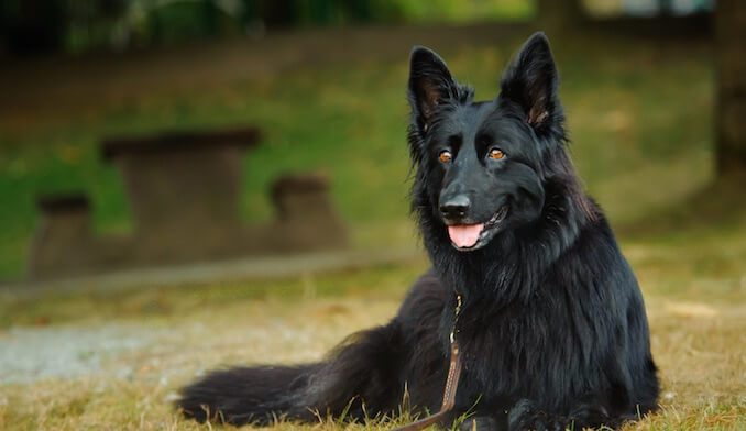Orjinal Yani Safkan Alman Kurdu Nasıl Anlaşılır