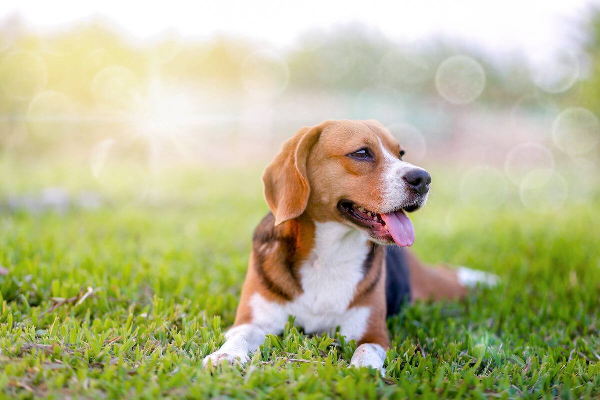 Orjinal Yani Safkan Beagle Nasıl Anlaşılır