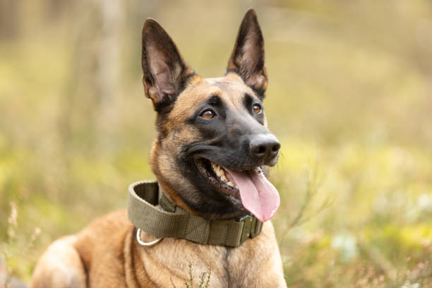 Orjinal Yani Safkan Belçika Kurdu Nasıl Anlaşılır