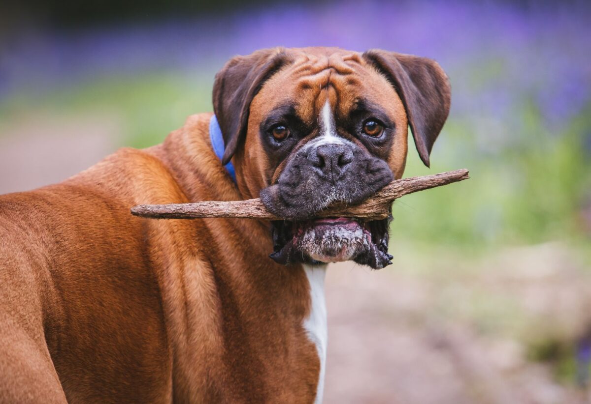 Orjinal Yani Safkan Boxer Nasıl Anlaşılır