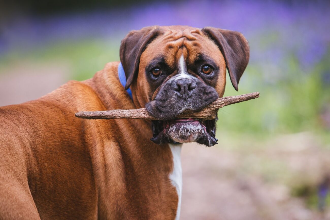 Orjinal Yani Safkan Boxer Nasıl Anlaşılır