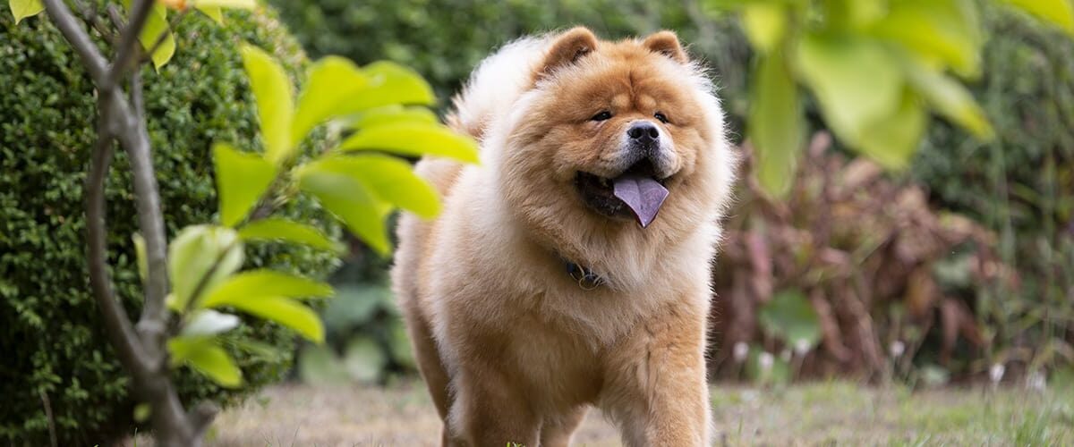 Orjinal Yani Safkan Chow Chow Nasıl Anlaşılır