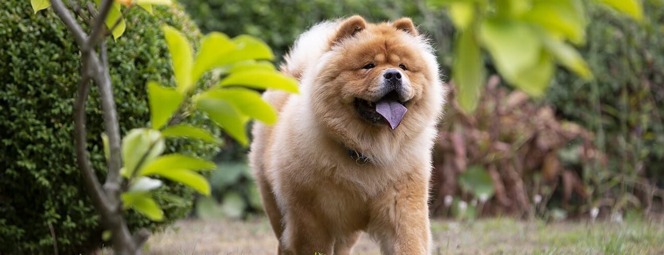Orjinal Yani Safkan Chow Chow Nasıl Anlaşılır