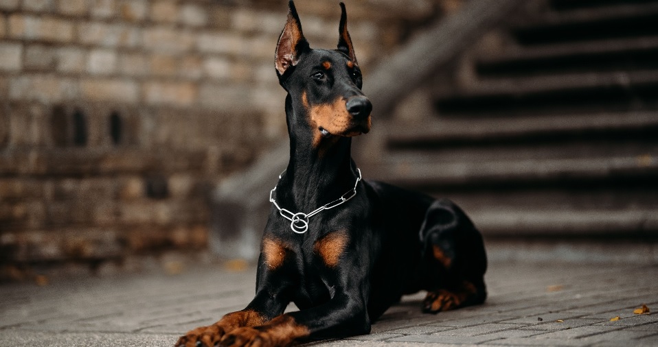 Orjinal Yani Safkan Doberman Nasıl Anlaşılır