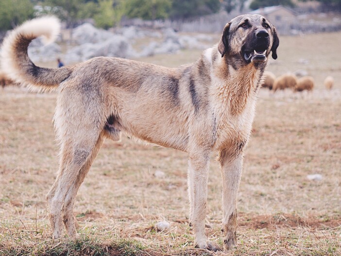 Orjinal Yani Safkan Kangal Nasıl Anlaşılır
