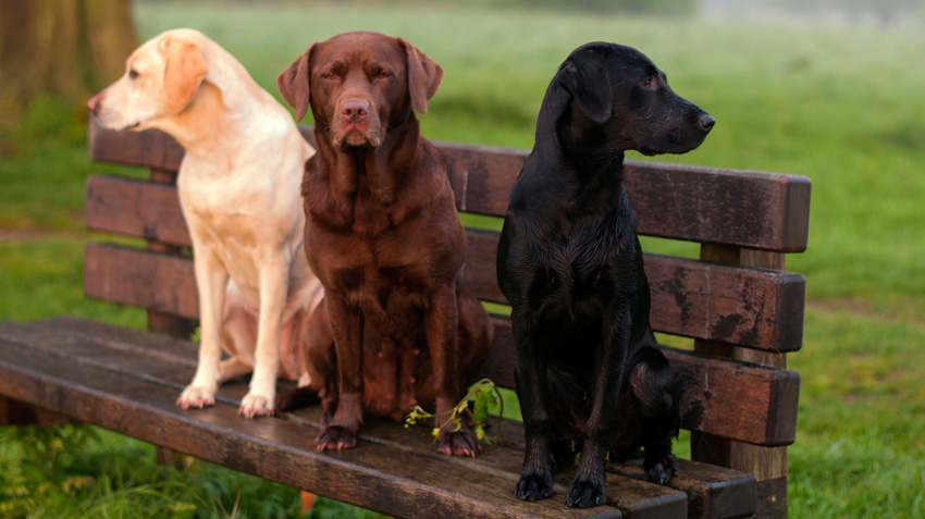 Orjinal Yani Safkan Labrador Nasıl Anlaşılır