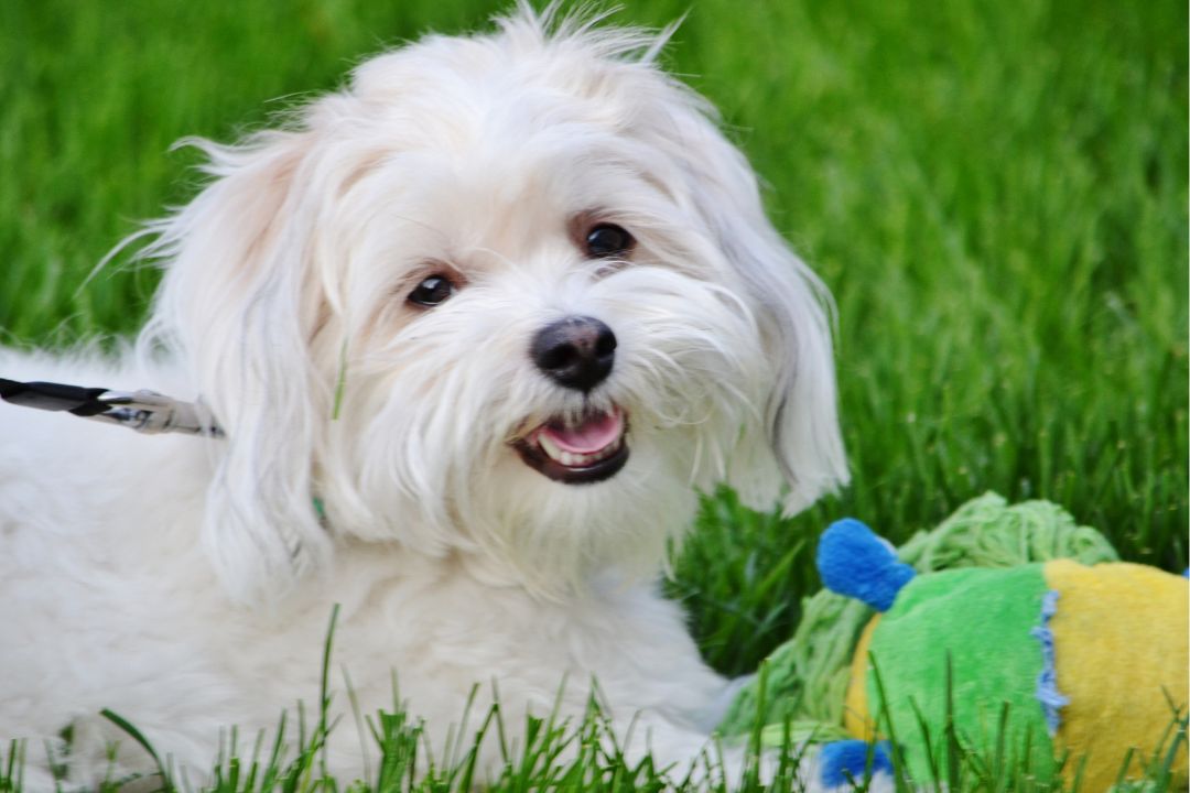 Orjinal Yani Safkan Maltese Terrier Nasıl Anlaşılır