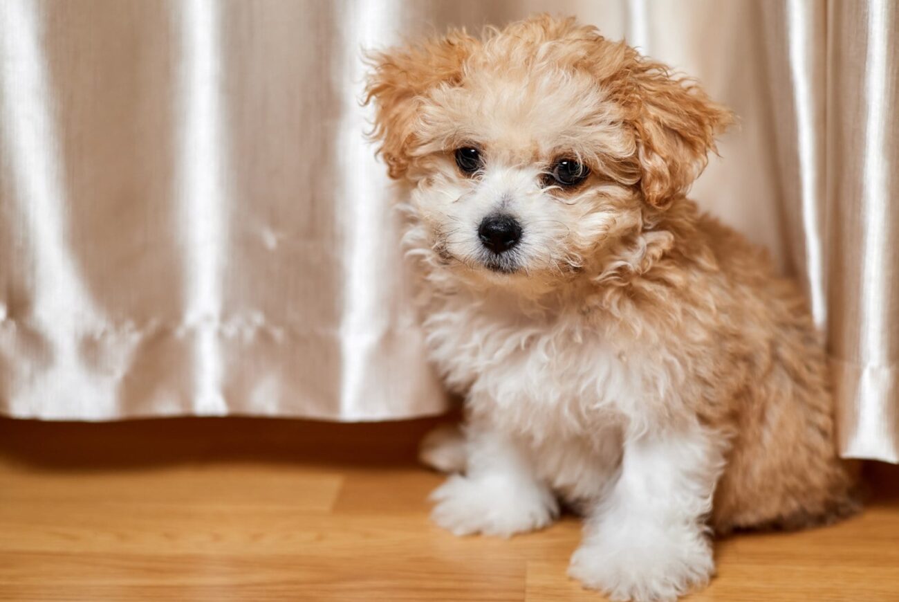 Orjinal Yani Safkan Maltipoo Nasıl Anlaşılır