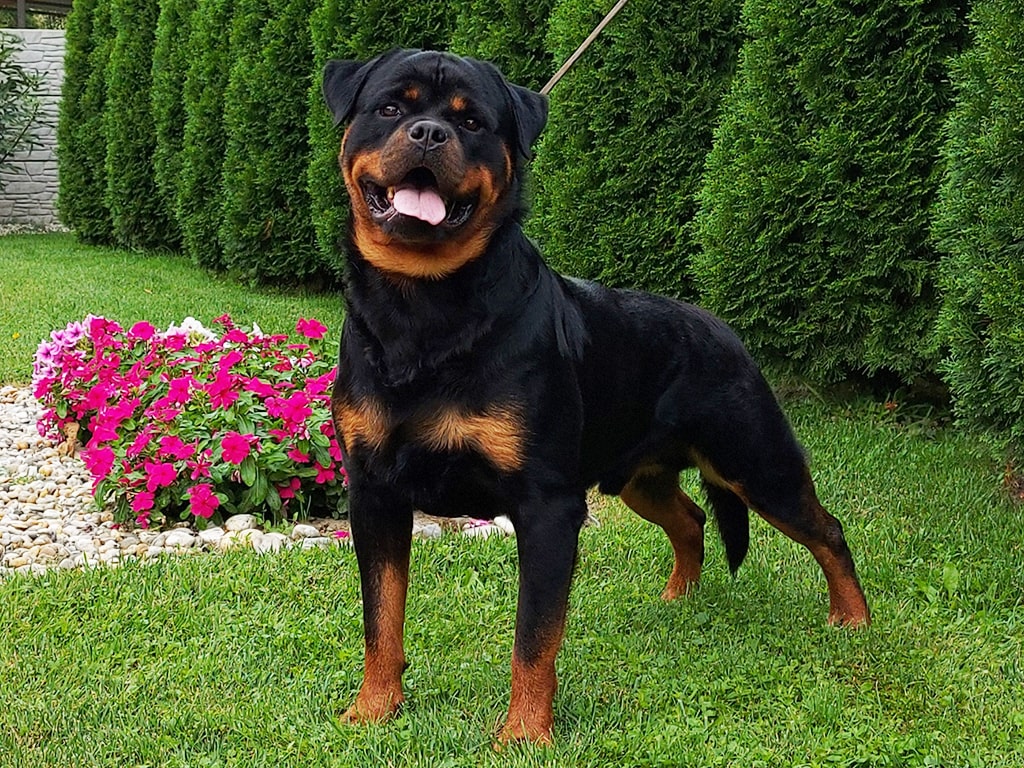 Orjinal Yani Safkan Rottweiler Nasıl Anlaşılır