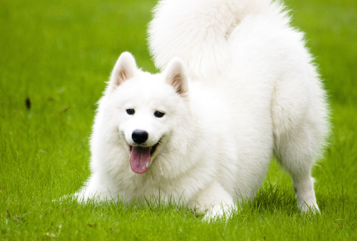 Orjinal Yani Safkan Samoyed Nasıl Anlaşılır