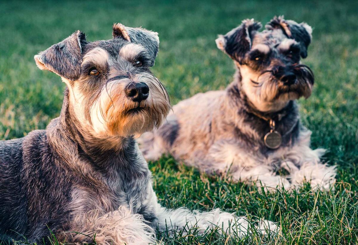 Orjinal Yani Safkan Schnauzer Nasıl Anlaşılır