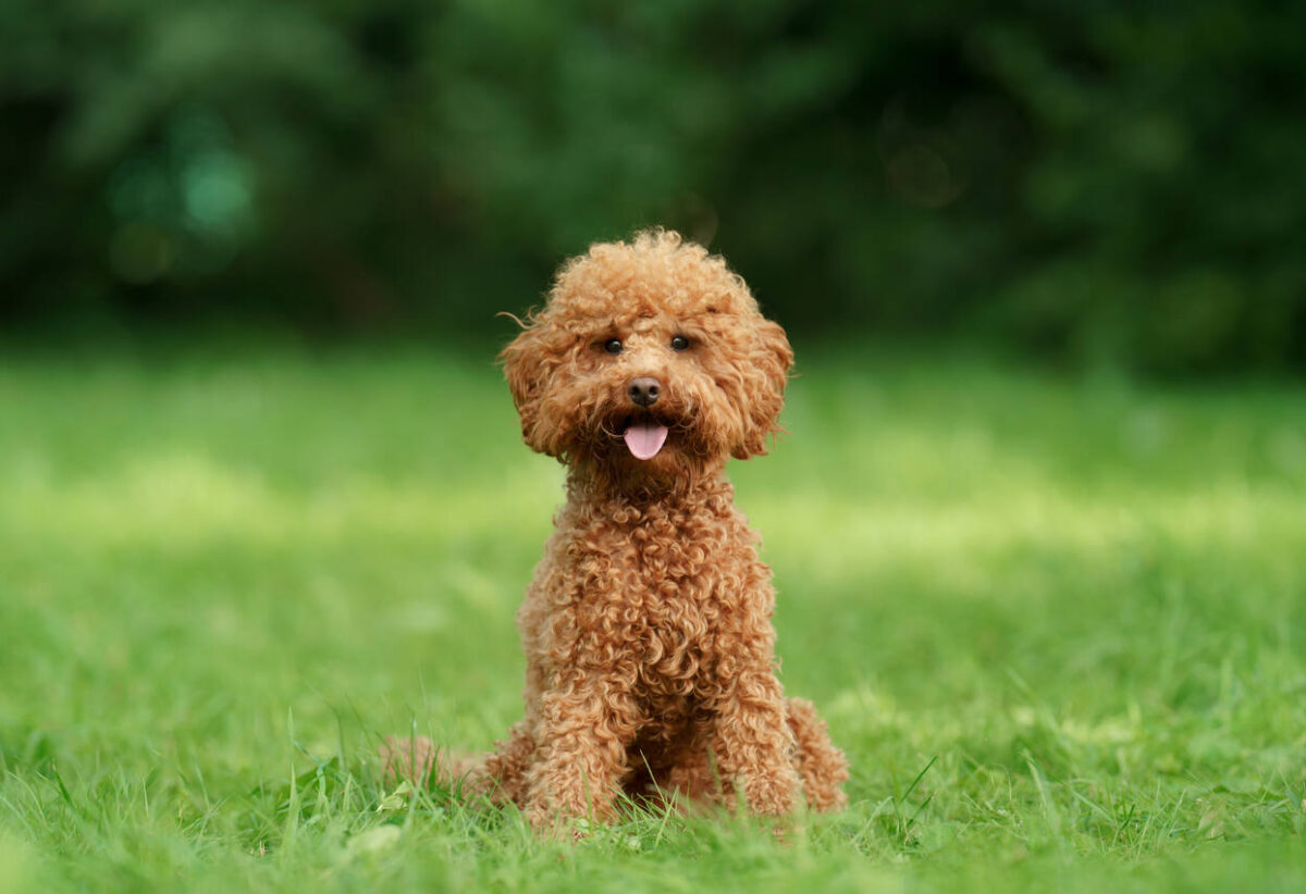 Orjinal Yani Safkan Toy Poodle Nasıl Anlaşılır