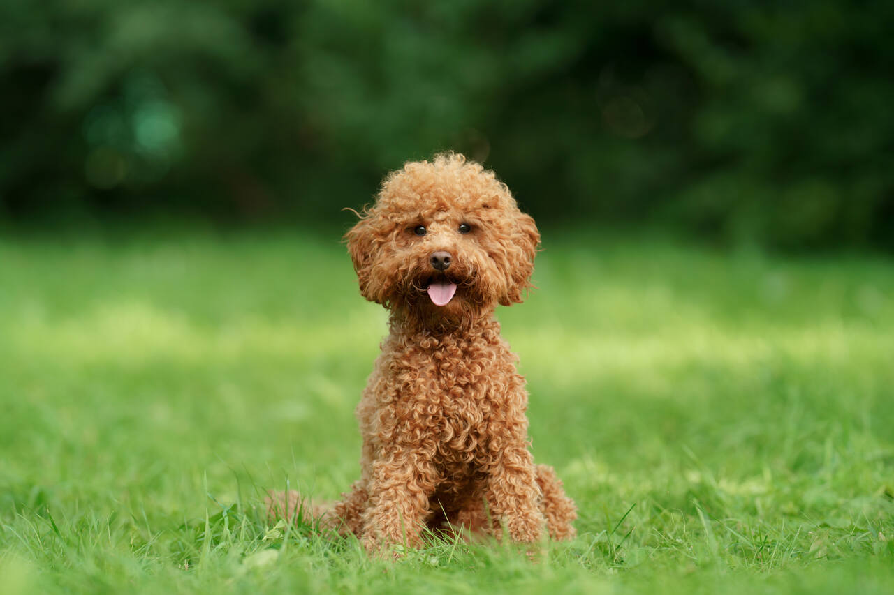 Orjinal Yani Safkan Toy Poodle Nasıl Anlaşılır