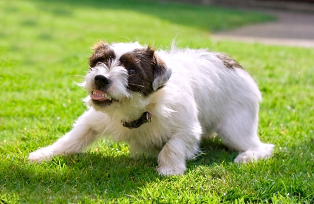 Saldırgan Köpek Eğitimi