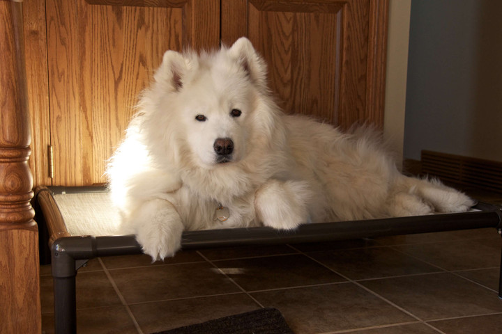 Samoyed Tuvalet Eğitimi Nasıl Verilir