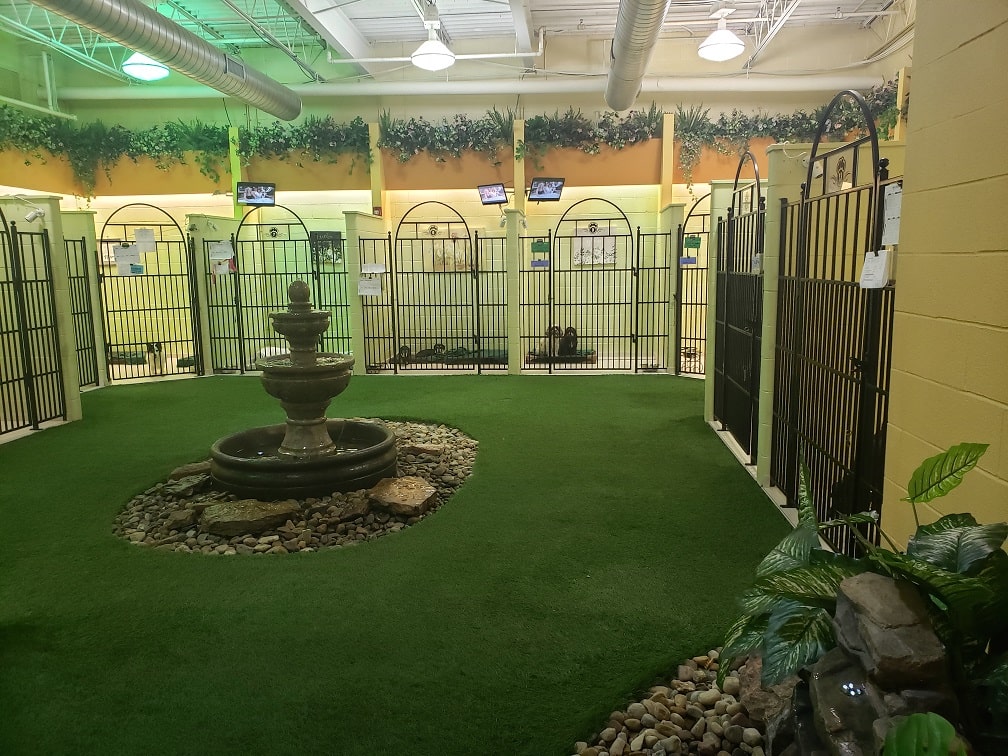 Tatile Giderken Köpek Nereye Bırakılır