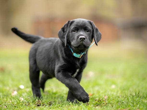 Tüm Köpek Irklarına Göre Dişi ve Erkek İsim Önerileri (En Geniş Liste)