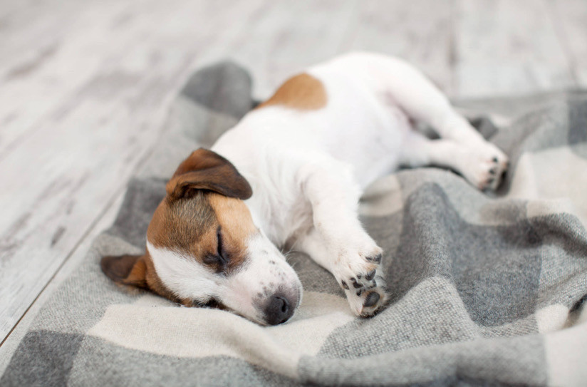 Tuvalet Eğitimi En Kolay Köpek Cinsleri Nelerdir