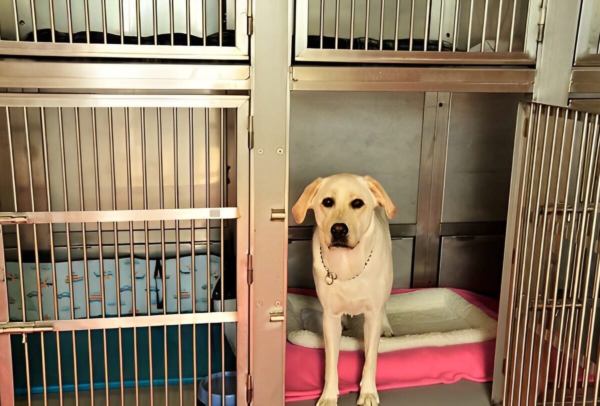 Aylık Köpek Oteli - Uzun Dönem Köpek Konaklama