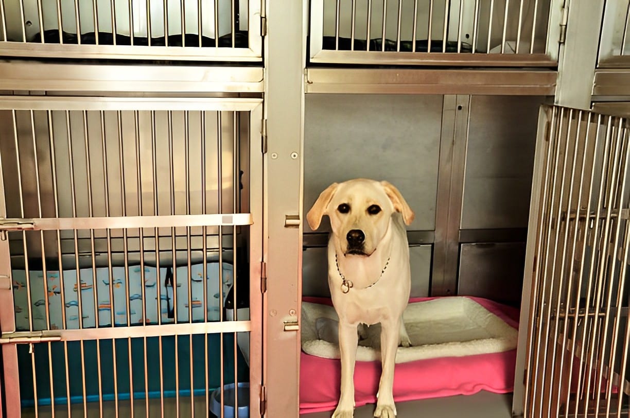 Aylık Köpek Oteli - Uzun Dönem Köpek Konaklama