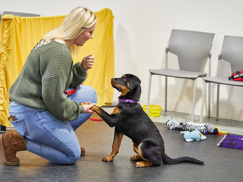 Temel İtaat Eğitimi Köpeğinizle Sağlam Bir İlişkinin Anahtarı